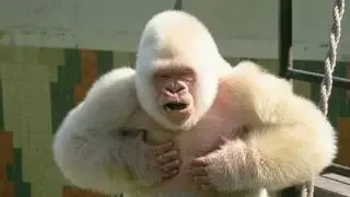 Manolo, experto en primates: 